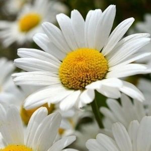 Meet your Posher, Lexi